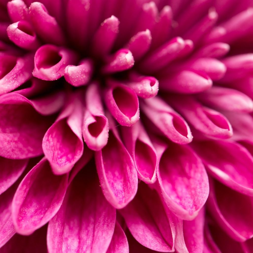 Bild einer Blüte