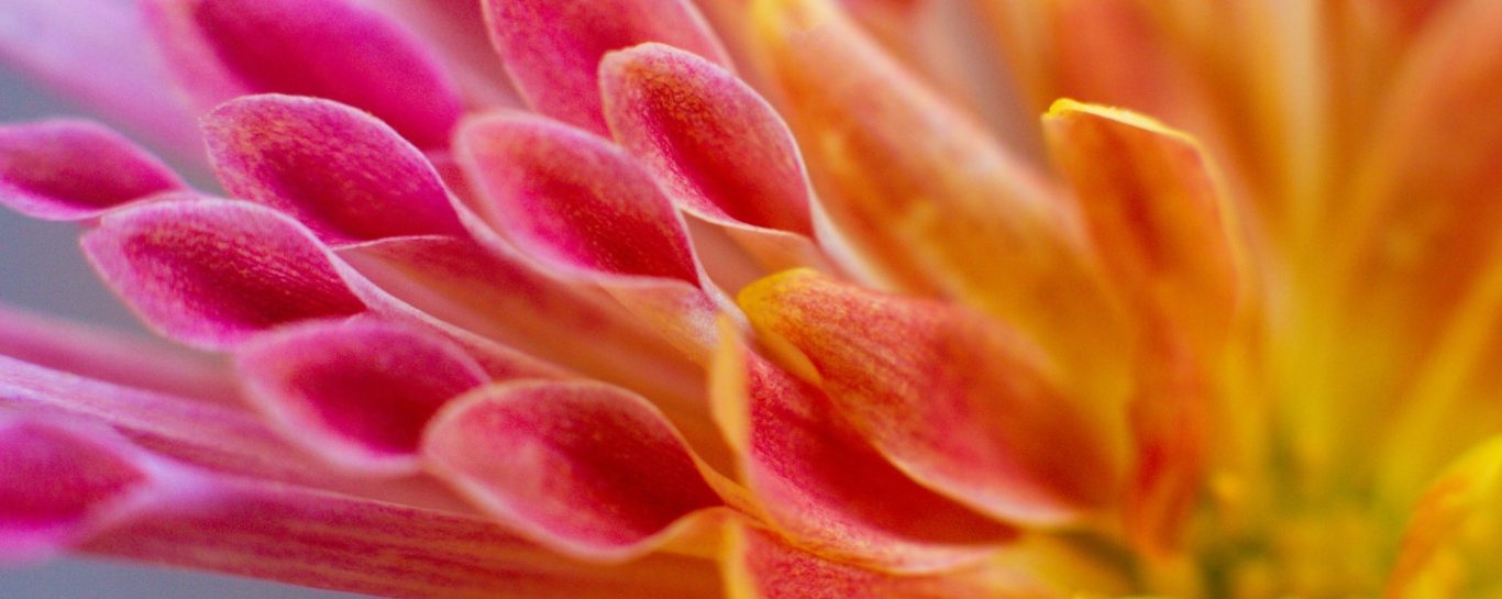 Bild von Blüte